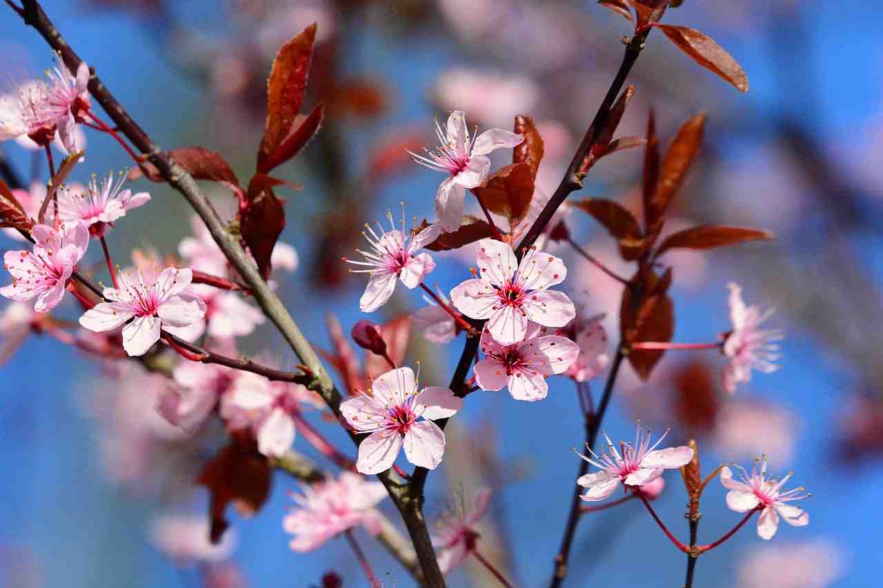 fleurs de cerisier, cerise ornementale, fleur
